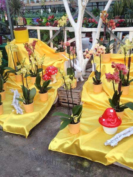 un large choix d'orchidées vous attend dans notre pépinière à Aubagne