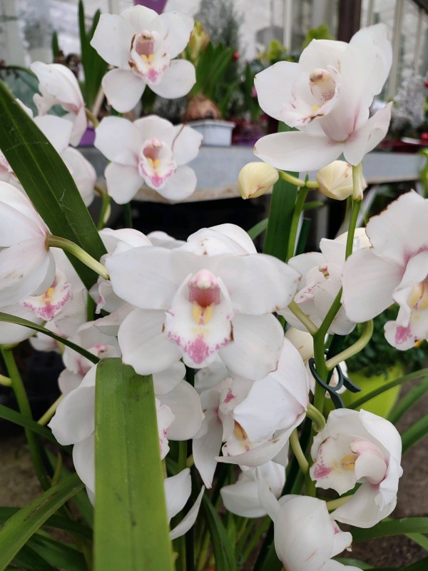 Orchidées blanches, roses, mouchetées, phalaenopsis, cymbidium