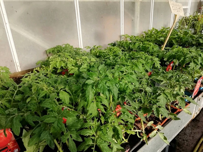 Plants de tomates à planter en pleine terre ou en pots ou même en jardinière sur vos balcons et terrasses