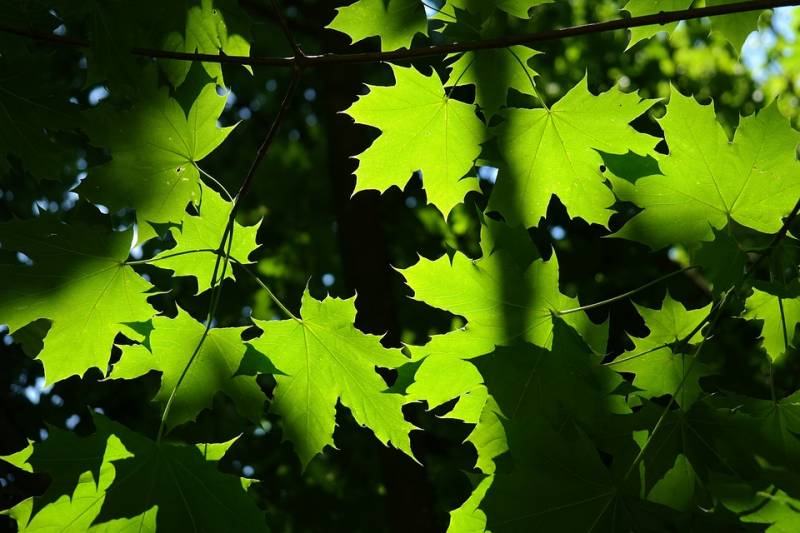 Acer platanoides ou érable plane dans votre jardinerie à Aubagne