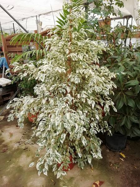 Ficus élastica, pumila, benjamina, lyrata dans votre pépinière à Aubagne