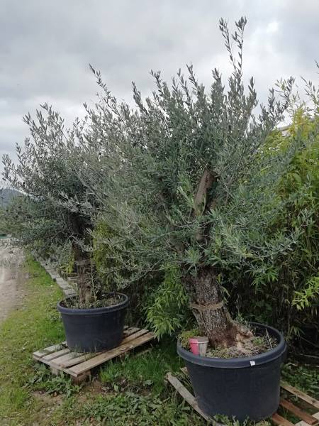 olivier de notre pépinière à Aubagne