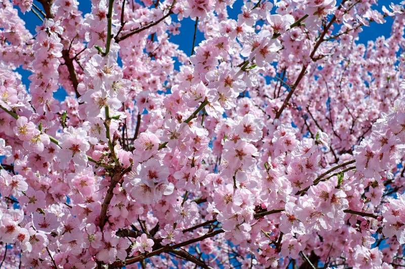Où trouver un cerisier du Japon ou cerisier à fleurs ou prunus à Aubagne