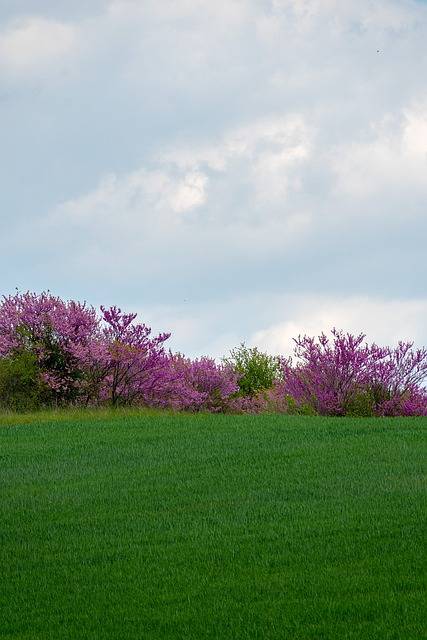 Où trouver un arbre de judée ou cercis siliquastrum à Aubagne