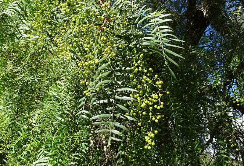 Acheter un faux poivrier ou schinus molle à Aubagne