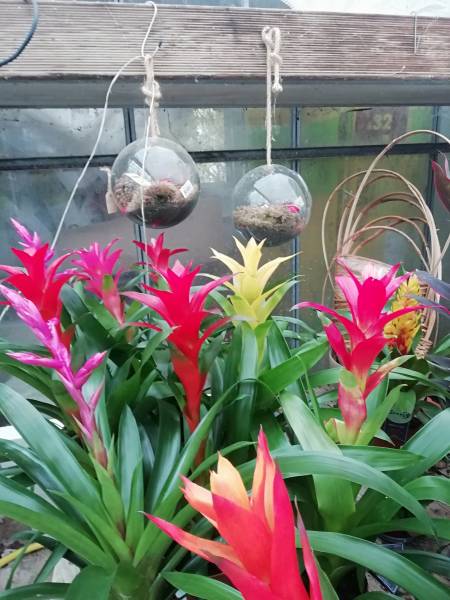 Guzmania lingulata, maxima et  autres dans notre pépinière à Aubagne