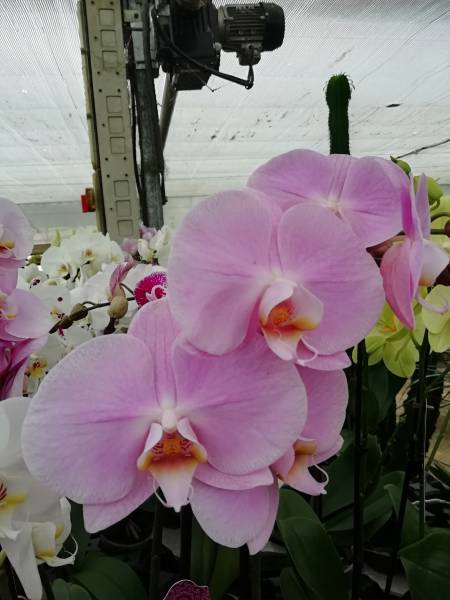 Les orchidées phalaenopsis, vanda, blanche, bleue... de notre pépinière à  Aubagne - Vente fleurs et plantes à Aubagne - La pépinière d'Aubagne de  Patricia Samat