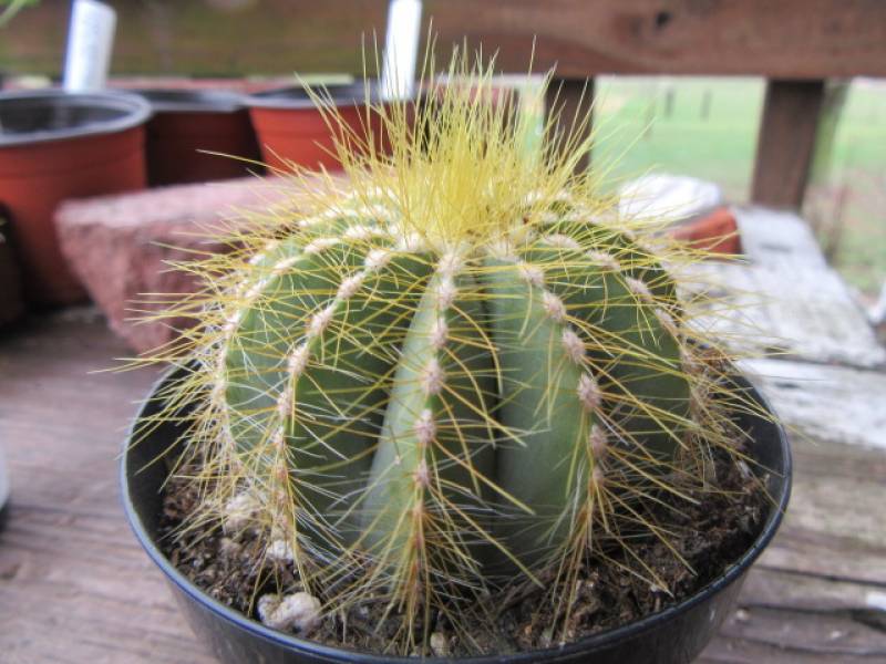 parodia magnifica de notre pépinière à Aubagne