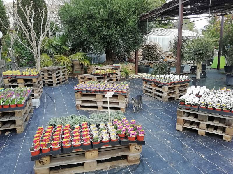 vivaces de notre jardinerie à Aubagne