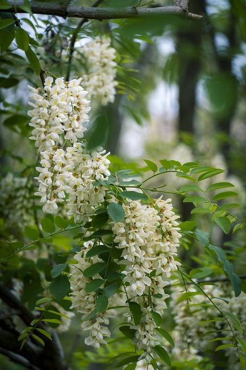 Où trouver un sophora du Japon ou arbre des pagodes ou sophora japonica à Aubagne