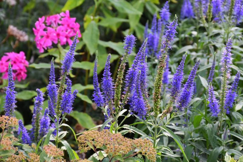 Véronique des jardins en vente dans notre pépinière à Aubagne