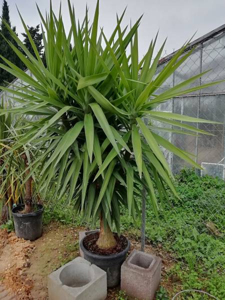 yucca elephantipe de notre pépinière à aubagne